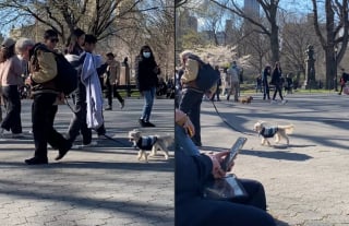 Illustration de l'article : La démarche singulière d'un petit chien enchante les visiteurs d'un parc et les internautes (vidéo)