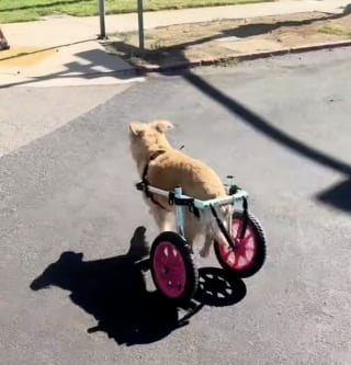 Illustration de l'article : Un chien âgé en fauteuil roulant effectue un sprint et brise toutes les idées reçues sur les animaux séniors (vidéo)