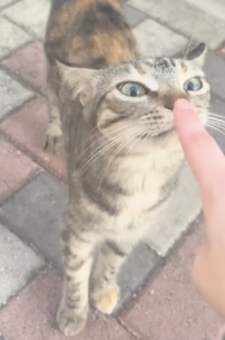 Illustration de l'article : Après être tombée amoureuse d’un chat errant lors de ses vacances, une jeune fille revient des mois plus tard pour en faire un membre de sa famille (vidéo)