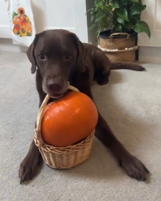 Illustration de l'article : Un Labrador choisit une citrouille lors d’une sortie avec sa maîtresse et refuse de s'en séparer (vidéo)