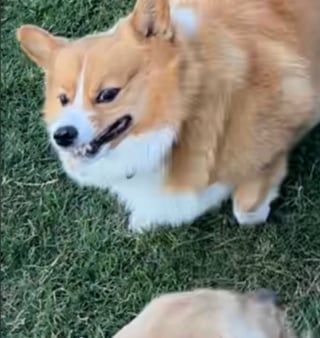 Illustration de l'article : Une Corgi prend son rôle de grande soeur hyperprotectrice très à coeur à l'égard de "son" Golden Retriever (vidéo)