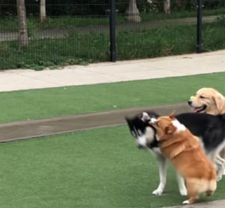 Illustration de l'article : Une Corgi prend son rôle de grande soeur hyperprotectrice très à coeur à l'égard de "son" Golden Retriever (vidéo)