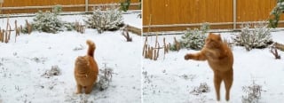 Illustration de l'article : C'est Noël avant l'heure pour cette chatte émerveillée par les flocons de neige qu'elle tente d'attraper (vidéo)