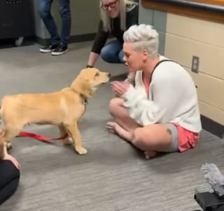 Illustration de l'article : La chanteuse Pink finit par craquer pour le chien qu'elle n'était censée accueillir que provisoirement et se dit "heureuse d'avoir échoué"