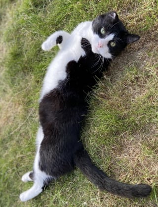 Illustration de l'article : Ce chat à 3 pattes est tellement bavard qu’il ne peut s’empêcher de vanter les mérites de sa dernière collation (vidéo)