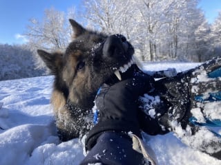 Illustration de l'article : Ce chien qui travaille depuis 4 ans pour affronter ses peurs et rêve de trouver sa famille pour la vie ne reçoit aucune demande d'adoption 