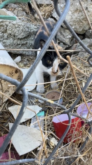 Illustration de l'article : Alertée par des miaulements, une bonne samaritaine porte secours à une portée de chatons errants dont un minuscule et à 3 pattes