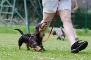 Illustration de l'article : 9 indices montrant que la patience est essentielle dans la relation unissant un chien à son maître 