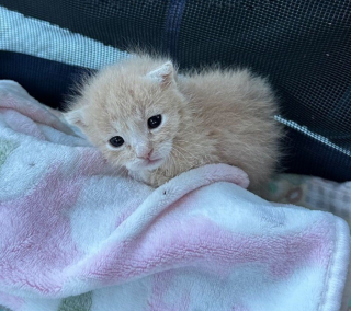 Illustration de l'article : Une femme rencontre un chaton de 3 semaines avec une anomalie aux pattes et décide de lui offrir une chance de connaître le bonheur