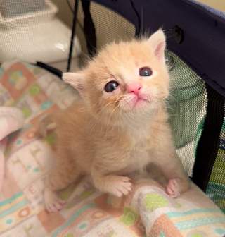 Illustration de l'article : Une femme rencontre un chaton de 3 semaines avec une anomalie aux pattes et décide de lui offrir une chance de connaître le bonheur