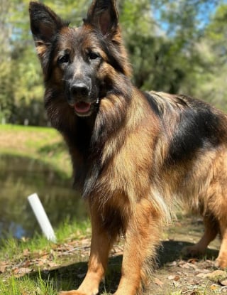 Illustration de l'article : L’émotion d’une chienne loyale qui retrouve sa personne préférée après une longue séparation (vidéo) 