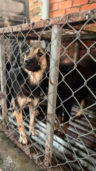 Illustration de l'article : Destinés à la consommation dans un restaurant, 16 chiens échappent à leur destin grâce à une association et entament aujourd’hui une nouvelle vie (vidéo)