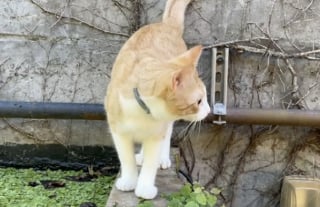 Illustration de l'article : Ce chat roux a rapidement regretté d’avoir confondu les plantes aquatiques d’un bassin avec la terre ferme (vidéo)