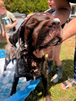 Illustration de l'article : Un témoignage en ligne conduit les propriétaires d'une chienne en fugue jusqu'au un bassin d'eaux usées où elle venait de tomber