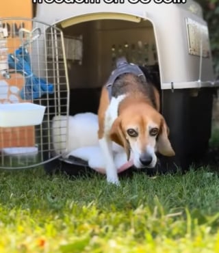 Illustration de l'article : A 6 ans, cet ancien Beagle de laboratoire fait ses premiers pas sur l’herbe dans son nouveau pays (vidéo) 