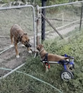 Illustration de l'article : Une femme indignée en découvrant que quelqu’un a volé le fauteuil roulant de son chien