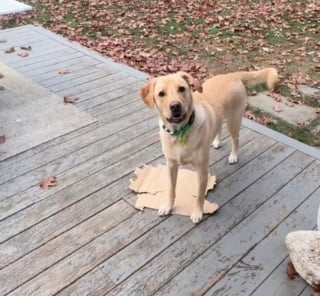 Illustration de l'article : Ce chien s'amusant comme un petit fou avec un simple morceau de carton prouve qu'il ne faut pas grand chose pour être heureux (vidéo)