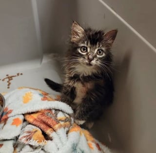 Illustration de l'article : Découvert au bord d'une autoroute, un chaton blessé et atteint de la teigne obtient une chance de grandir dans un foyer aimant