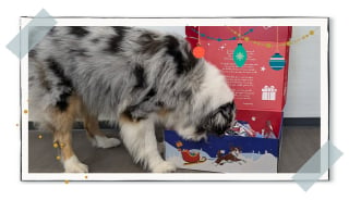 Illustration de l'article : Partagez la magie de Noël avec votre chien en lui offrant un calendrier de l'avent Canigourmand rempli de friandises naturelles