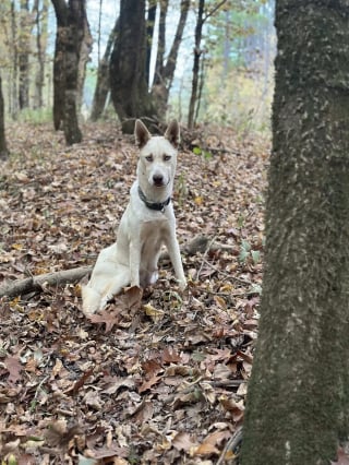 Illustration de l'article : En suivant une chienne errante à travers la forêt, une sauveteuse découvre 9 minuscules chiots dans un fossé (vidéo)