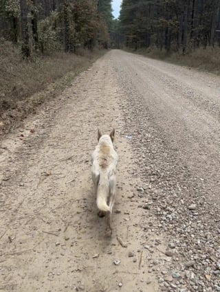 Illustration de l'article : En suivant une chienne errante à travers la forêt, une sauveteuse découvre 9 minuscules chiots dans un fossé (vidéo)