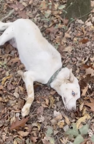 Illustration de l'article : En suivant une chienne errante à travers la forêt, une sauveteuse découvre 9 minuscules chiots dans un fossé (vidéo)