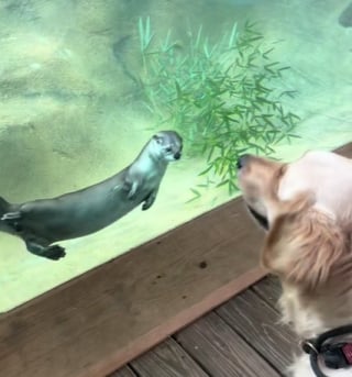 Illustration de l'article : Une chienne Golden Retriever est fascinée en découvrant une loutre pour la première fois (vidéo) 