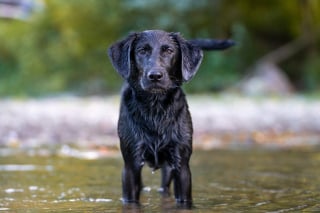 Illustration de l'article : Les aboiements et les empreintes de pattes d'un chien guident les secours vers son maître perdu en forêt et épuisé depuis 2 jours