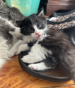 Illustration de l'article : Une passante change la vie de 3 chatons et de leur mère abandonnés devant une boulangerie