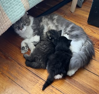 Illustration de l'article : Une passante change la vie de 3 chatons et de leur mère abandonnés devant une boulangerie