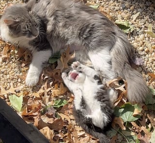 Illustration de l'article : Une passante change la vie de 3 chatons et de leur mère abandonnés devant une boulangerie