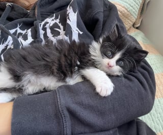 Illustration de l'article : Une passante change la vie de 3 chatons et de leur mère abandonnés devant une boulangerie