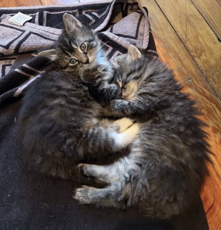 Illustration de l'article : Une passante change la vie de 3 chatons et de leur mère abandonnés devant une boulangerie