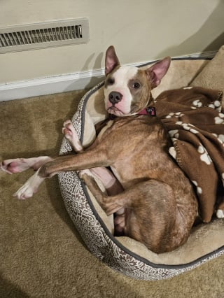 Illustration de l'article : Un chien maigre et tousseux dort sur un banc d'arrêt de bus et n'espère plus grand chose de la vie jusqu'à sa découverte par un bon samaritain