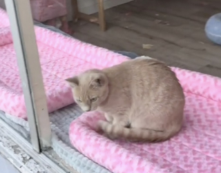 Illustration de l'article : En se liant d’amitié avec un chien qui se promenait dans la rue, une petite chatte rousse trouve un nouveau foyer chez une jeune femme (vidéo)