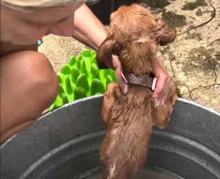 Illustration de l'article : Un chiot attaché au mur par une courte chaîne voit sa vie changer pour le meilleur grâce à 2 bénévoles déterminées