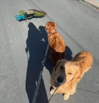 Illustration de l'article : La rencontre entre 2 Golden Retrievers et un paon donne lieu à un face-à-face insolite durant lequel chaque chien affiche une attitude différente (vidéo)