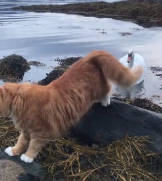 Illustration de l'article : La rencontre entre un cygne et un chat complètement fasciné ne se déroule pas comme prévu pour le félin (vidéo)