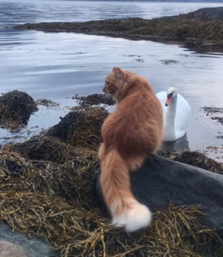 Illustration de l'article : La rencontre entre un cygne et un chat complètement fasciné ne se déroule pas comme prévu pour le félin (vidéo)