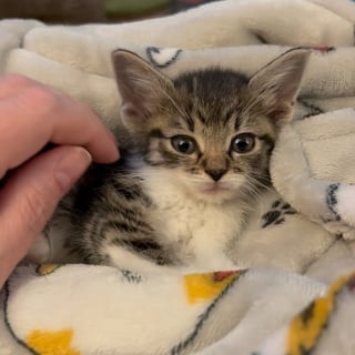 Illustration de l'article : Nés dans la rue, ces chatons sont trop petits pour leur âge et ont besoin de soins spéciaux