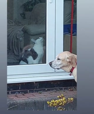 Illustration de l'article : Pour aider son meilleur ami canin bloqué dehors, ce chat fait fonctionner ses méninges (vidéo) 