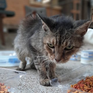 Illustration de l'article : Une petite chatte galeuse issue d’une colonie de félins errants se métamorphose grâce aux efforts de plusieurs associations de sauvetage