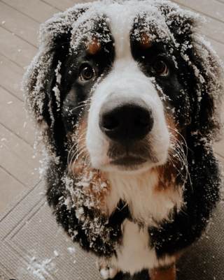 Illustration de l'article : La joie communicative d’un chien quand les premières neiges se mettent à tomber (vidéo) 