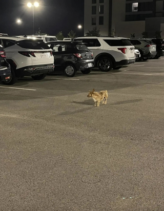 Illustration de l'article : Secouru puis fugueur, ce chien a parcouru 13 kilomètres pour retrouver le parking de l’hôtel où il errait et était choyé du personnel