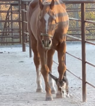 Illustration de l'article : En faisant appel à un chat de grange pour lutter contre les souris, cette cavalière n’imaginait pas qu’il deviendrait le meilleur ami de son cheval âgé (vidéo)