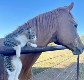 Illustration de l'article : En faisant appel à un chat de grange pour lutter contre les souris, cette cavalière n’imaginait pas qu’il deviendrait le meilleur ami de son cheval âgé (vidéo)