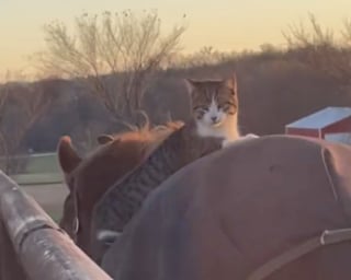 Illustration de l'article : En faisant appel à un chat de grange pour lutter contre les souris, cette cavalière n’imaginait pas qu’il deviendrait le meilleur ami de son cheval âgé (vidéo)