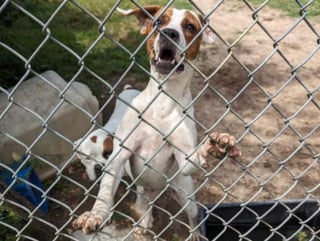 Illustration de l'article : Un refuge accepte de récupérer les chiens d’une femme âgée sans se douter qu’elle en détenait plus d’une trentaine 