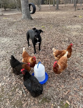 Illustration de l'article : Une chienne aimant tout sauf aller chez le vétérinaire se met à remuer la queue en reconnaissant la praticienne qui va désormais la soigner (vidéo)