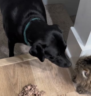 Illustration de l'article : Une chatte devient la meilleure amie d'une Labrador qui refuse de manger si elle n'est pas à ses côtés (vidéo)